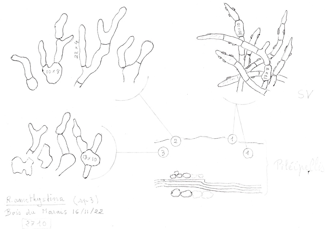 Micro piléipellis. R.amethystina