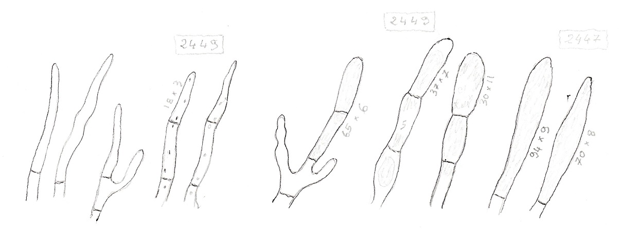 R.badia micro cuticule