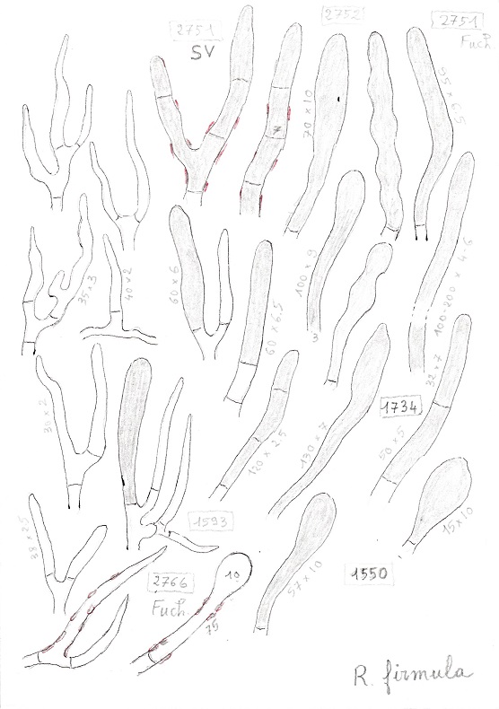Piléipellis-firmula