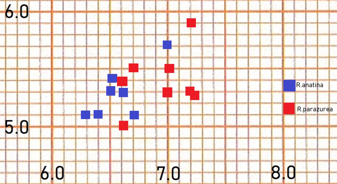 Spores anatina/parazurea