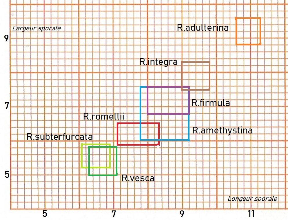 Dimensions sporales Russula