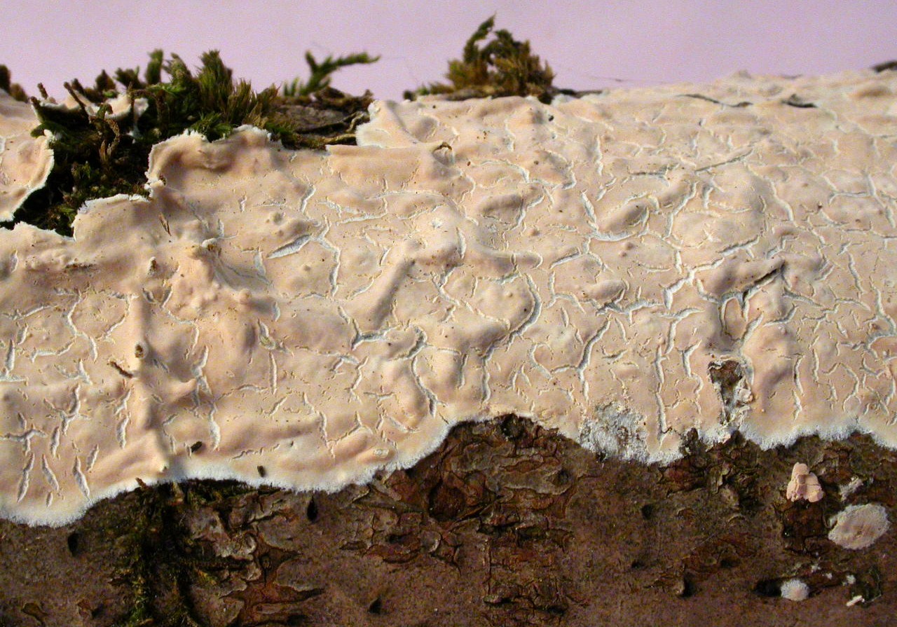 22/1/17, St Genis, micro 1991