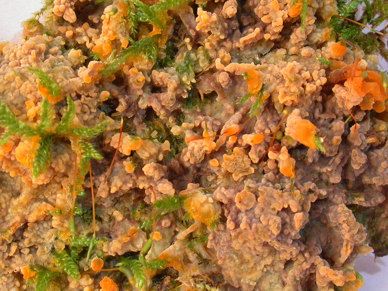 16/11/17 Voiron micro 2095