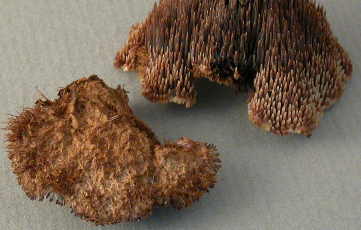 Cots hymniale et abhymniale