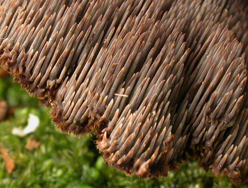 30/10/17, Bois du Marais, micro 2081