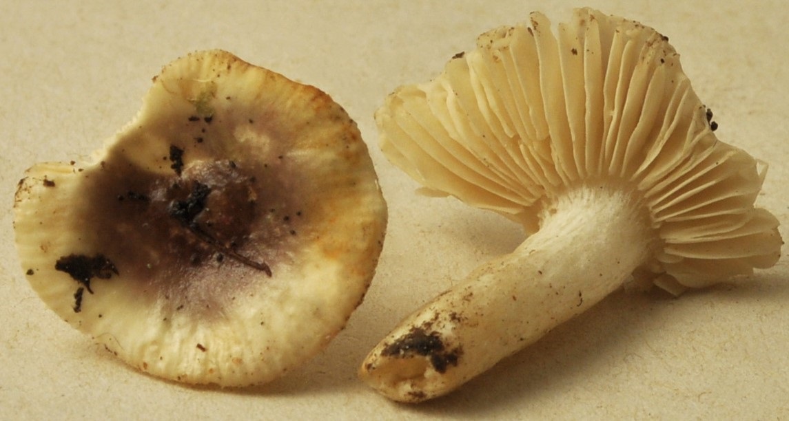 St Sixte 19/10/23 micro 2784