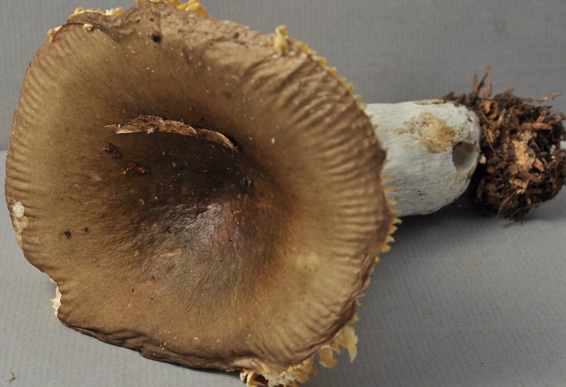 La Ruchère micro 2671