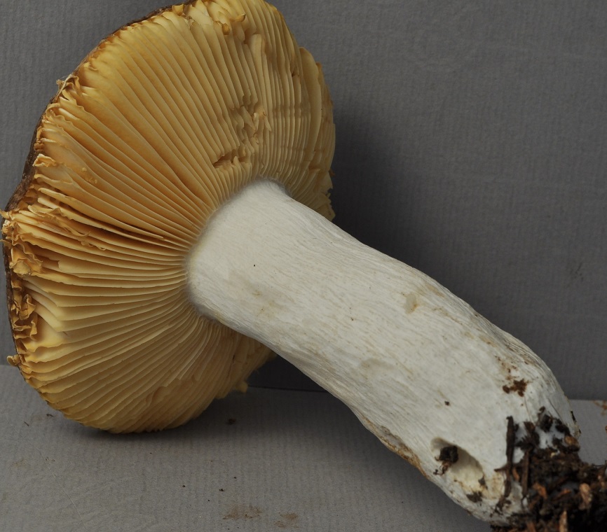 Récolte Creux de l'Envers 7/9/13