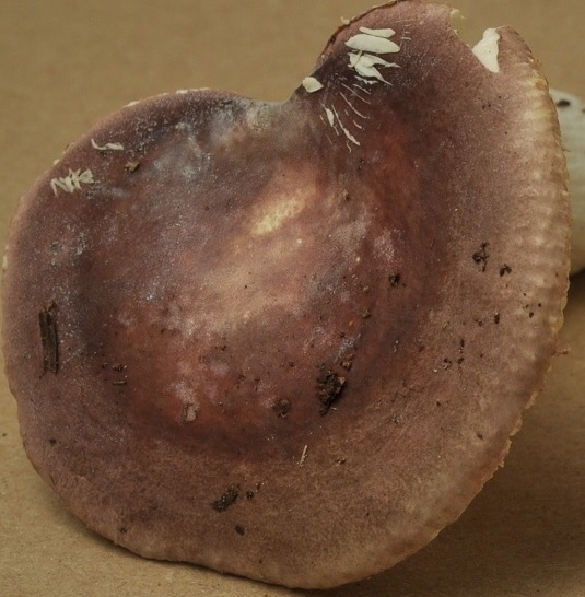 Récolte St Julien 15/9/22