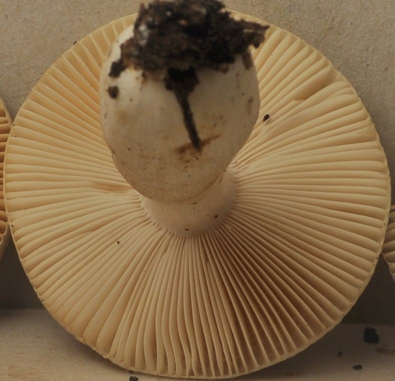 Récolte St Julien 24/11/22