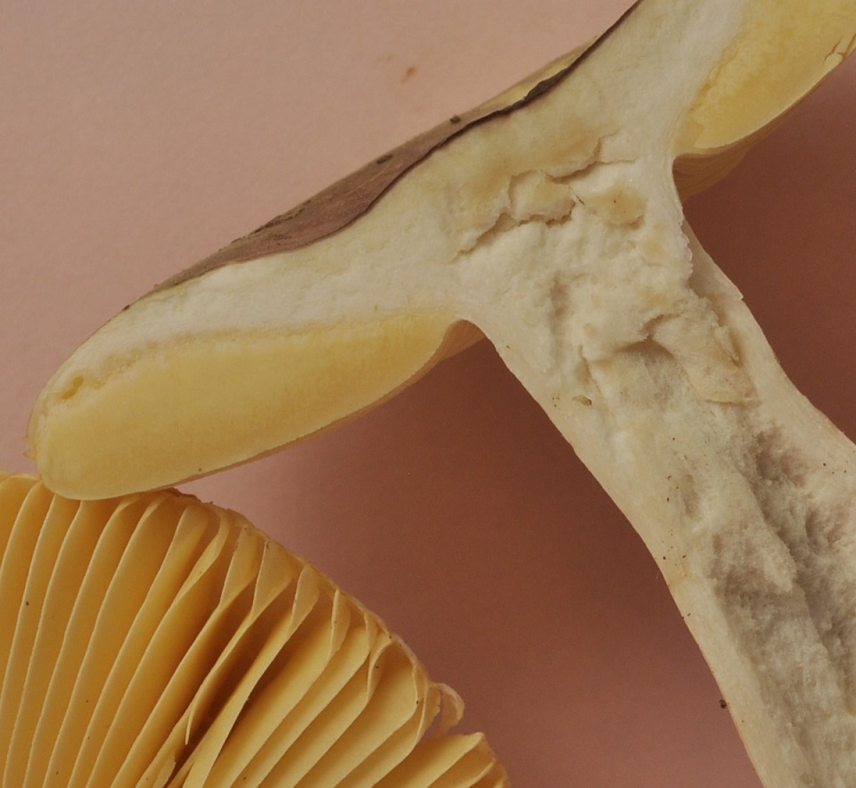 Récolte St Julien 24/11/22