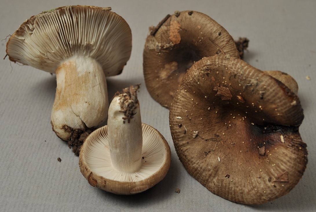 R.amoenolens Bois A 10/7/21