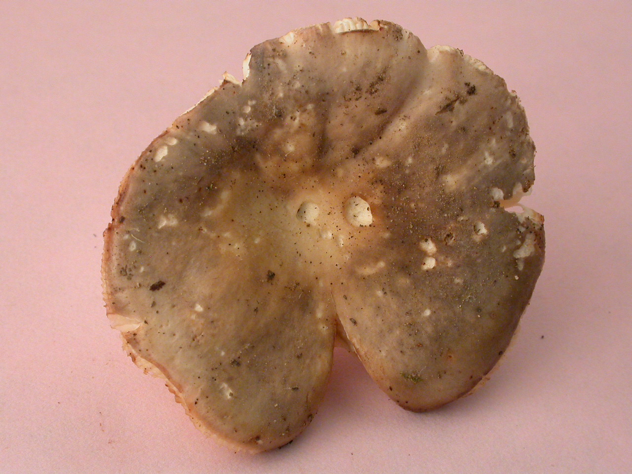 St Aupre 29/6/18 micro 2164