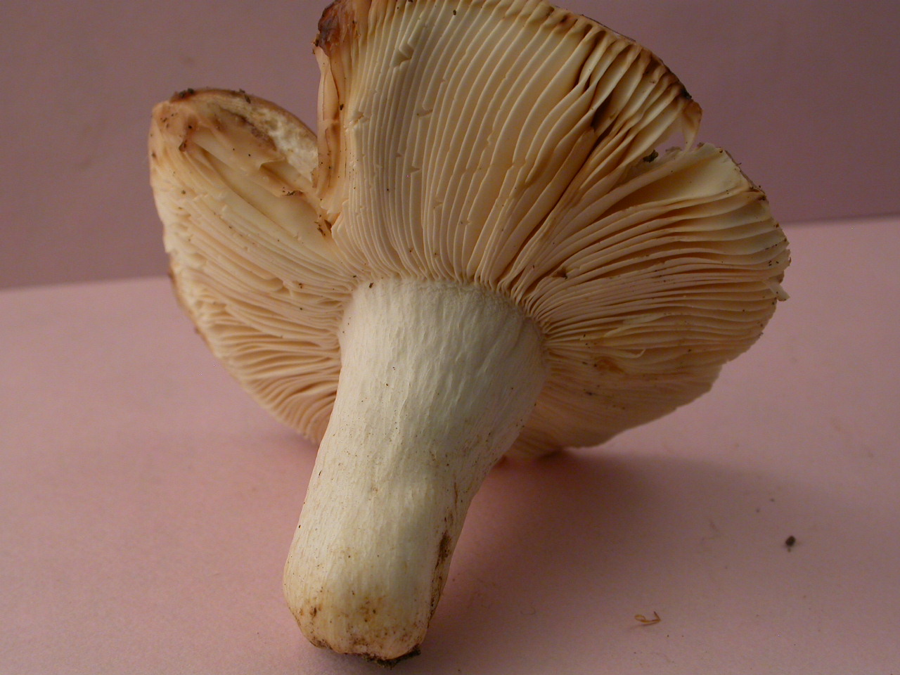 St Aupre 29/6/18 micro 2164