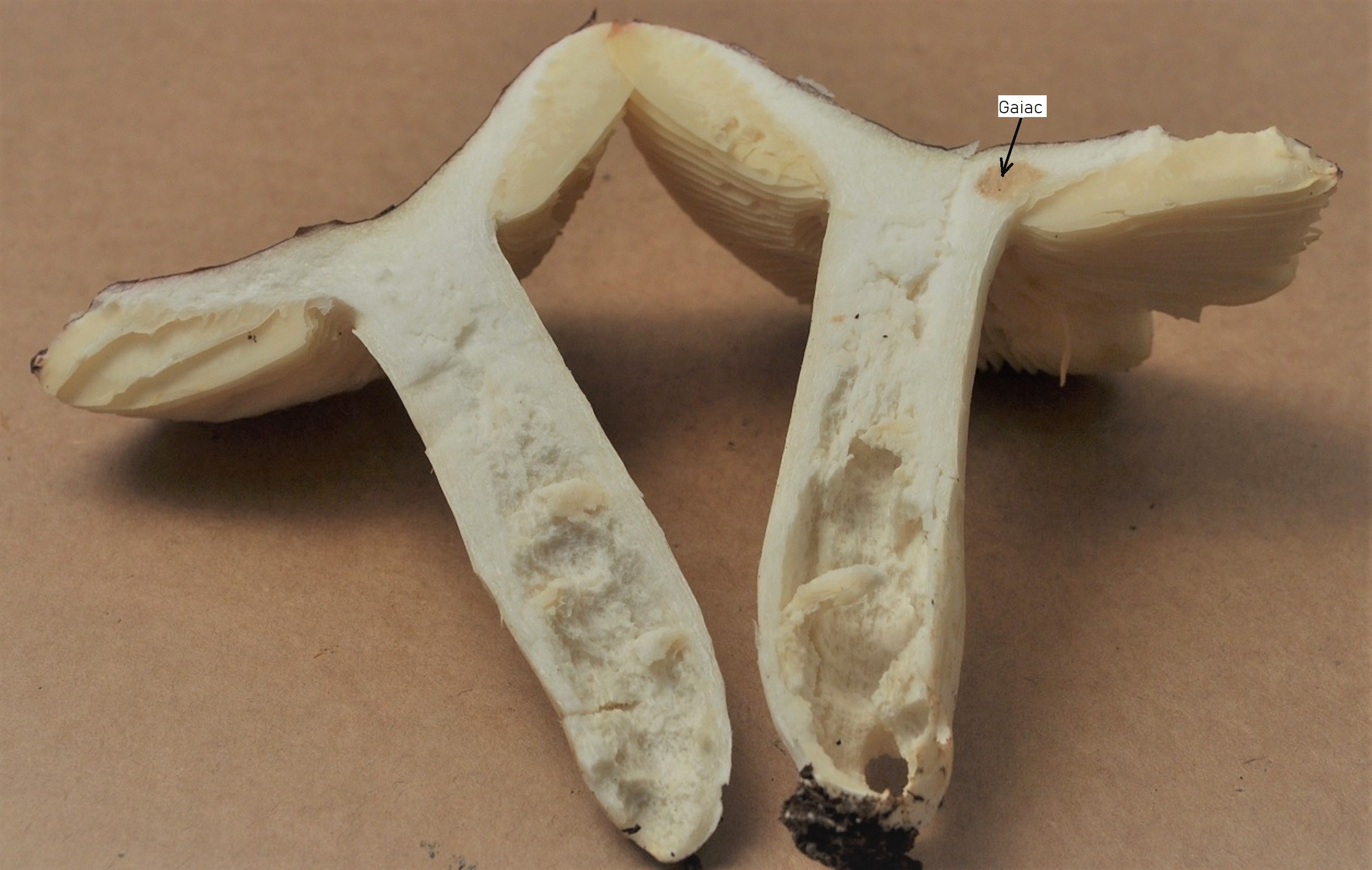 Récolte Bois du Marais (18/10/20)