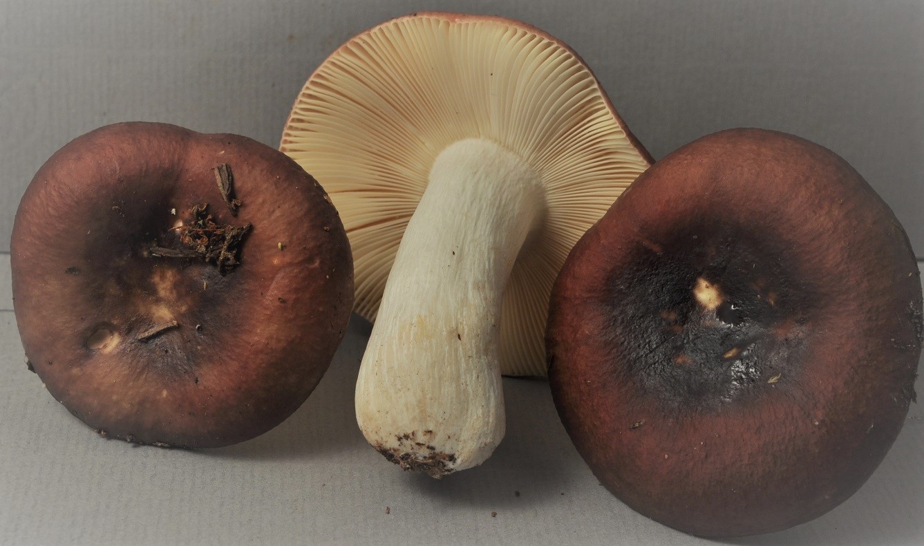 Récolte La Ruchère (10/09/22)