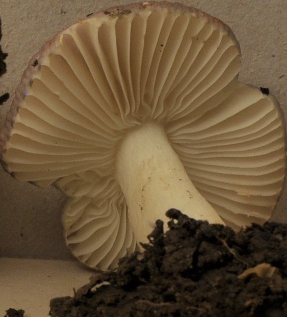 Récolte St Julien 24/11/22