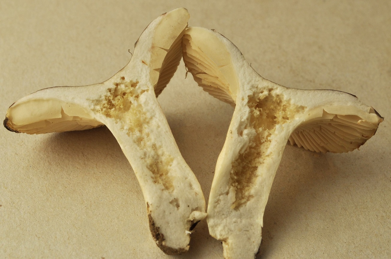 Récolte St Julien 17/11/23