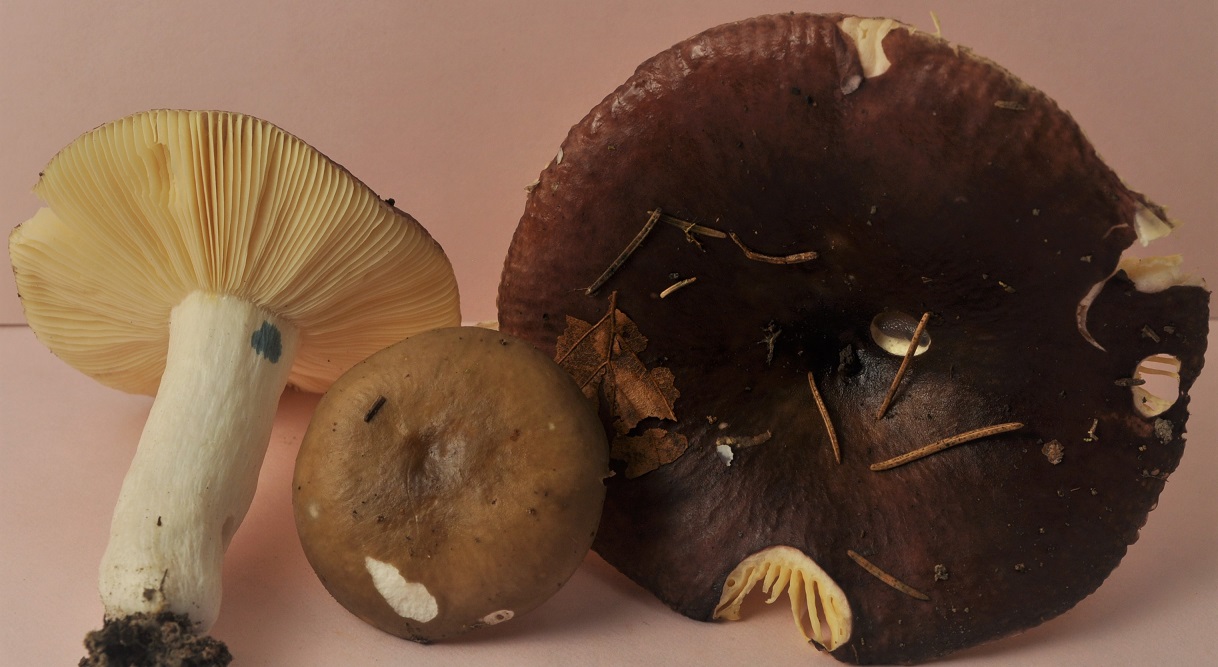 St Sixte 14/10/22 micro 2688