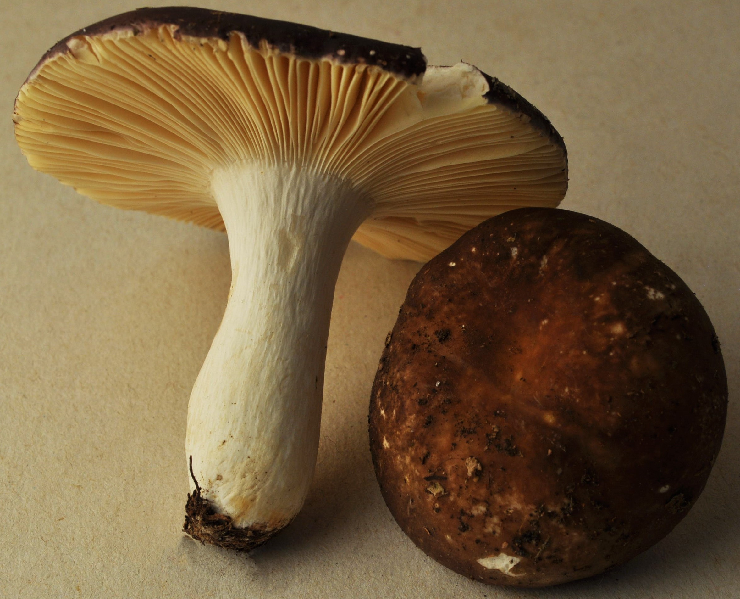 St Sixte-17/11/24-micro 2786