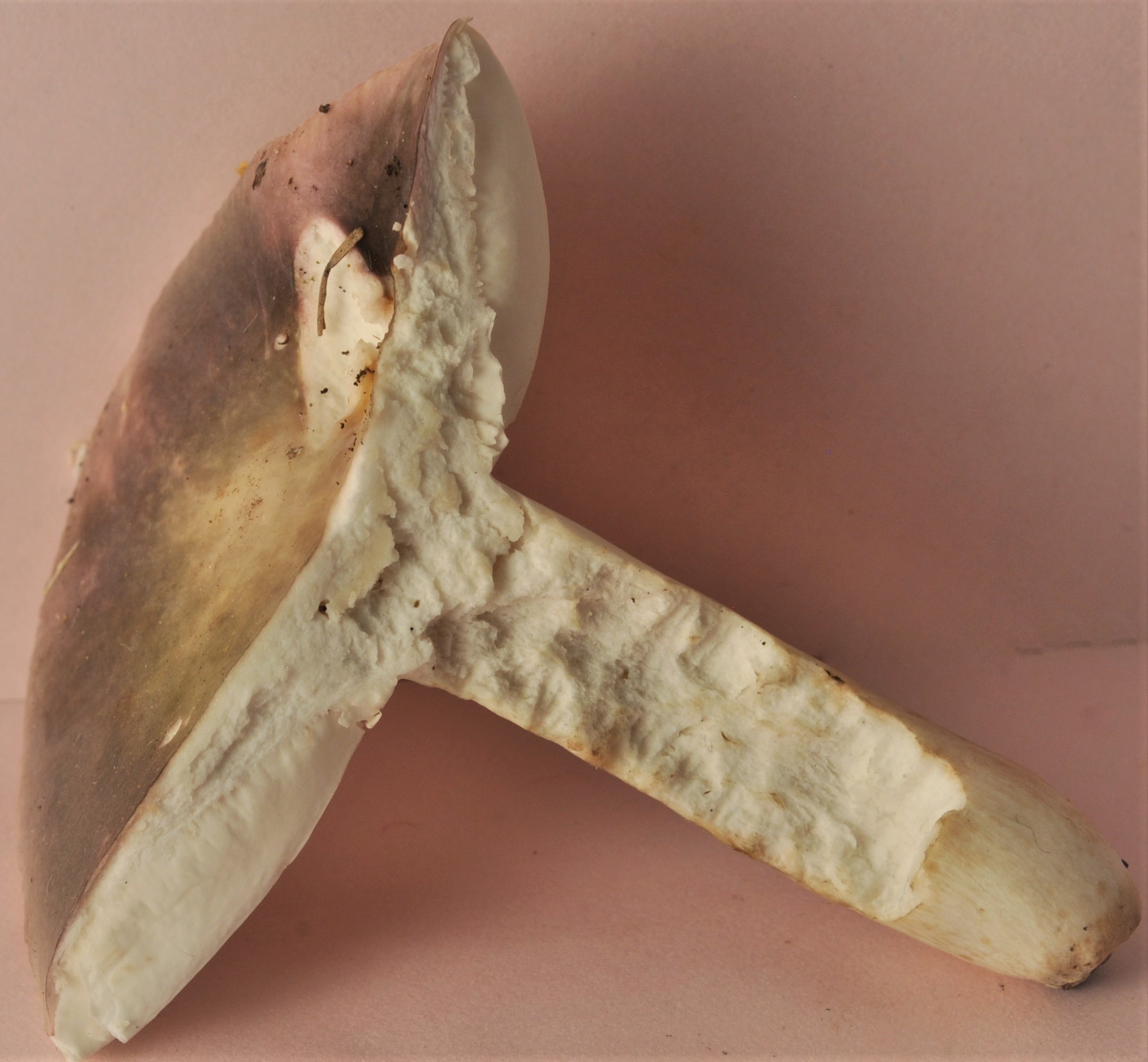 St Sixte 8/6/23 micro 2737