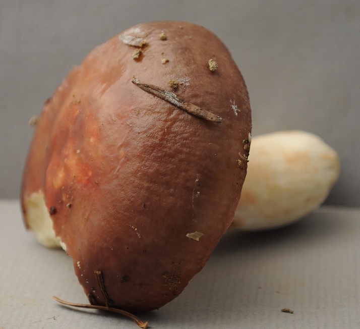 R�colte St Julien 2414