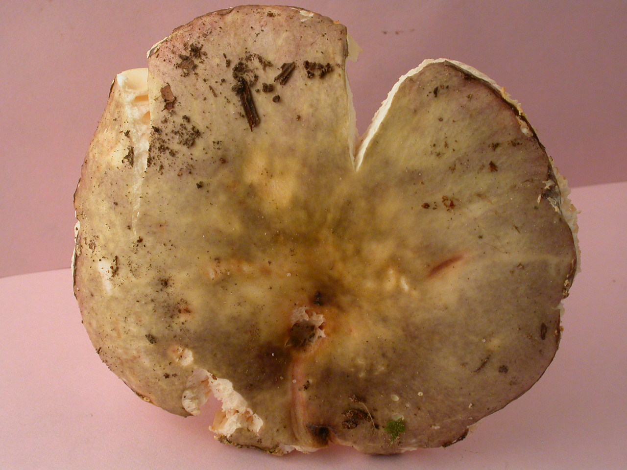 R�colte St Julien 2160 