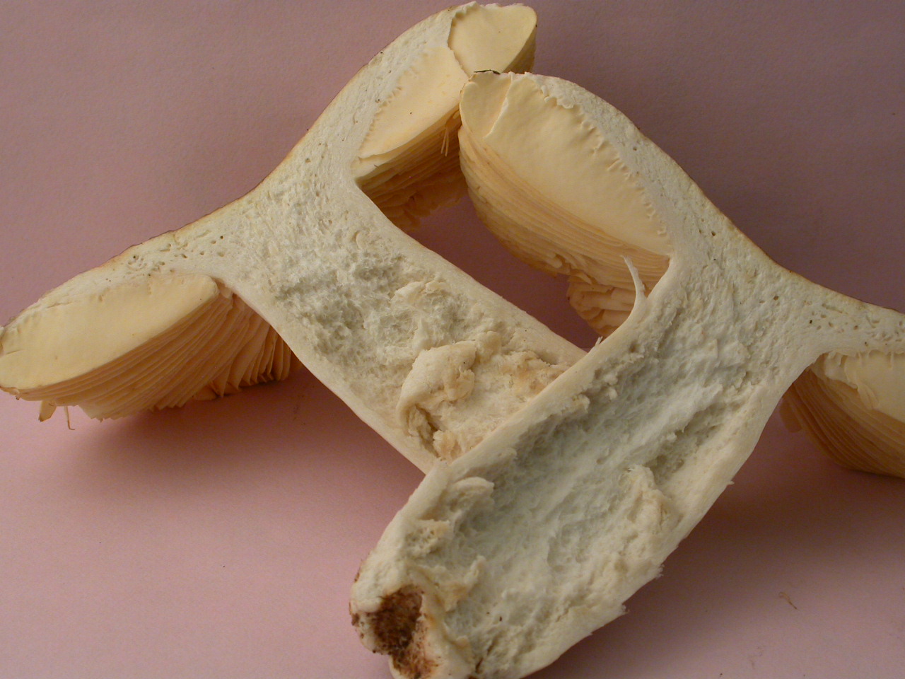 R�colte St Julien 2160 