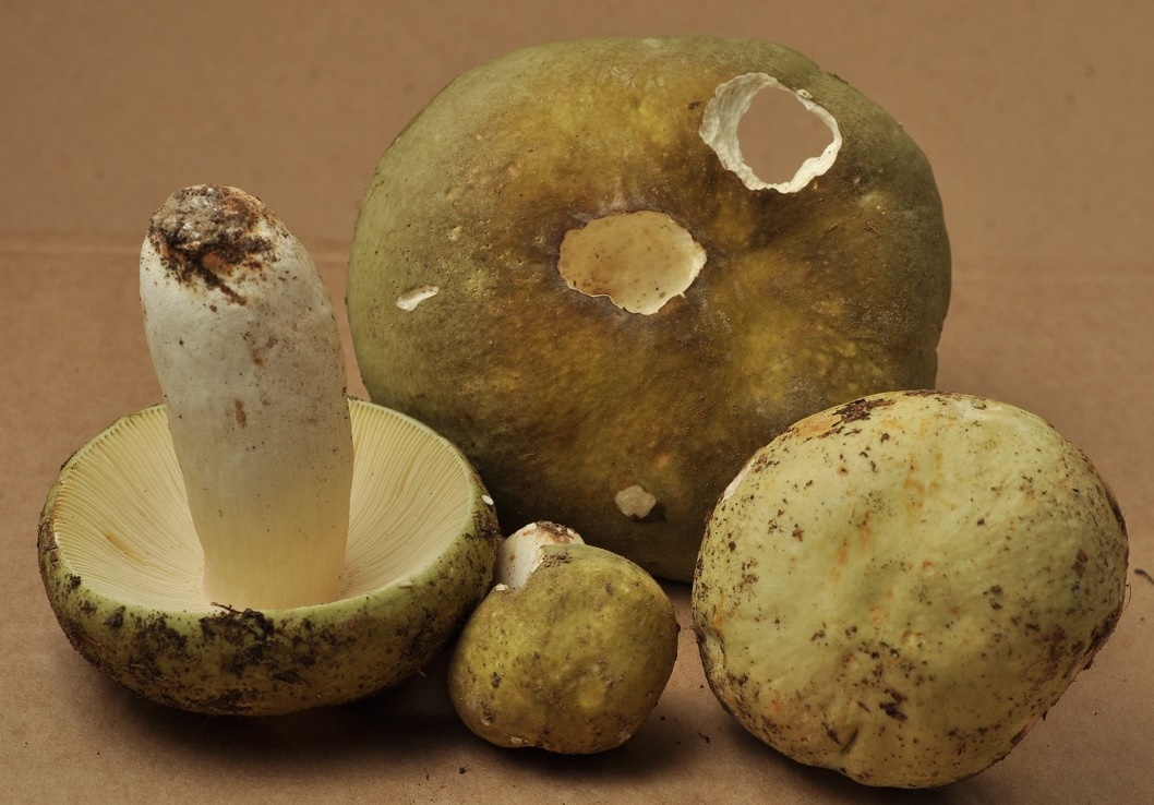 Rcolte Col de Porte 13/9/20 