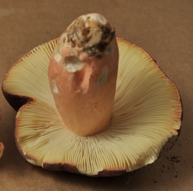 Rcolte Berland micro 2446 