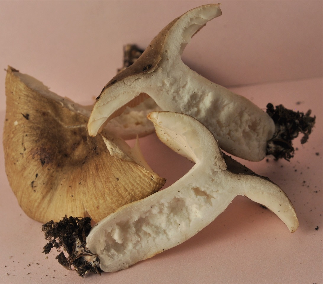 Récolte St Julien 8/6/23