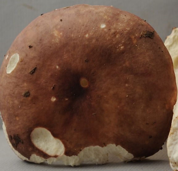 R�colte St Julien 2419 