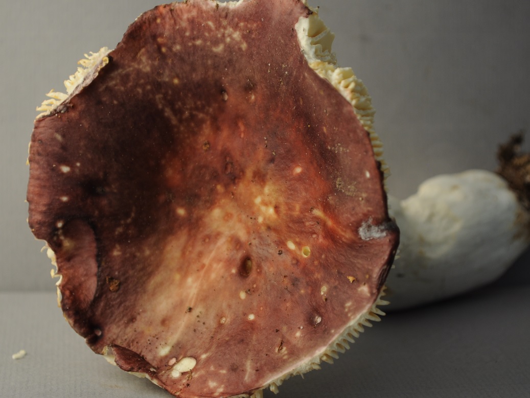 R�colte Voiron (Bois B) 2411 