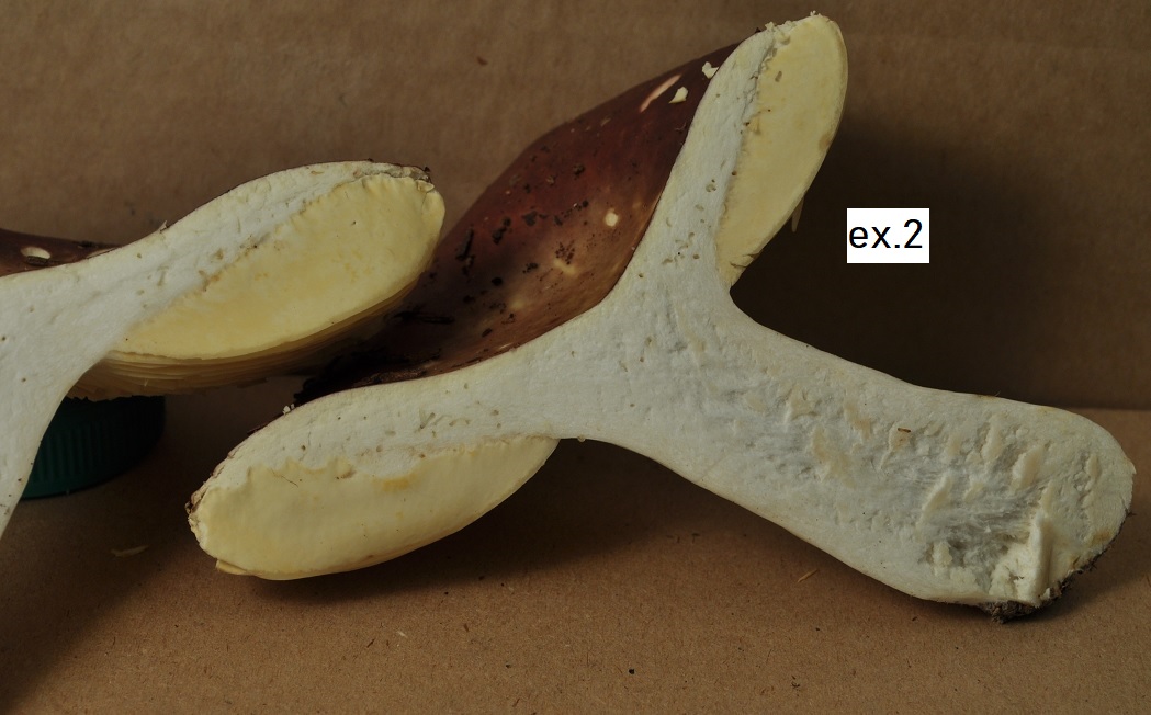 R�colte St Julien 2633 