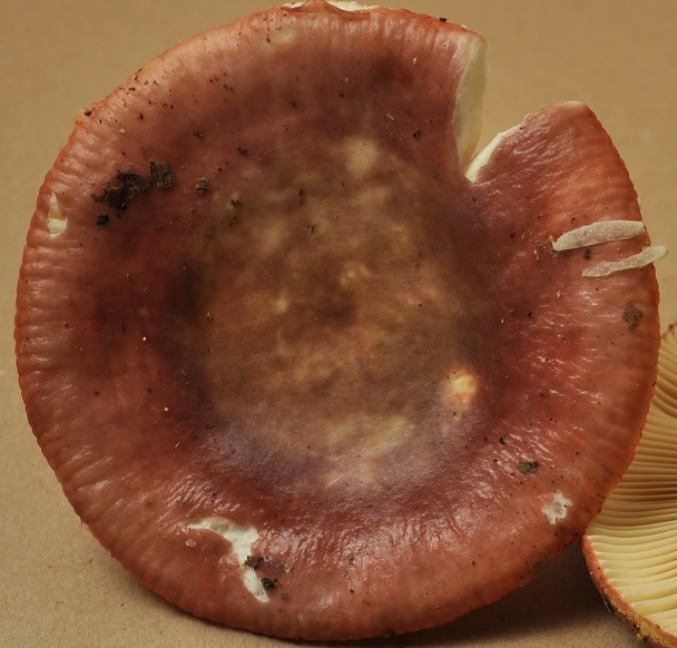 R�colte St Julien 2530 (sp1) 