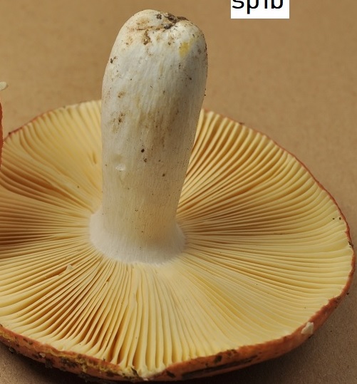 R�colte St Julien 2530(sp1) 