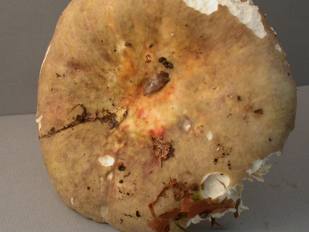 R�colte St Julien 2295 