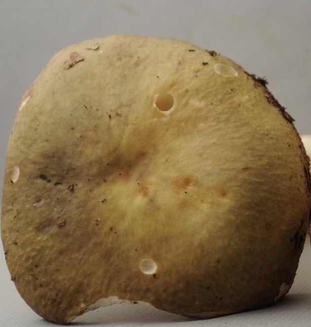 R�colte St Julien 2422 