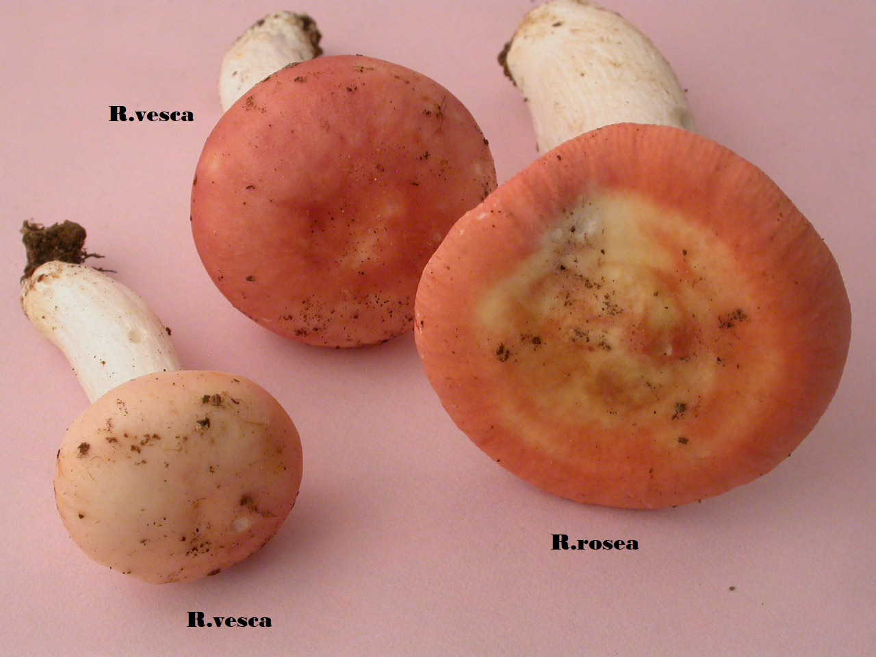 Récolte St Julien 21/6/18