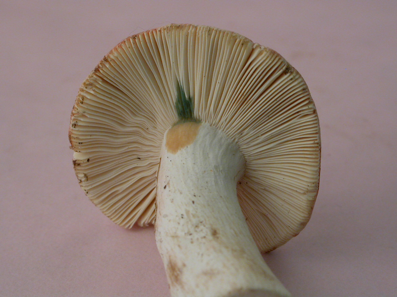 St Julien 11/7/19 micro 2301