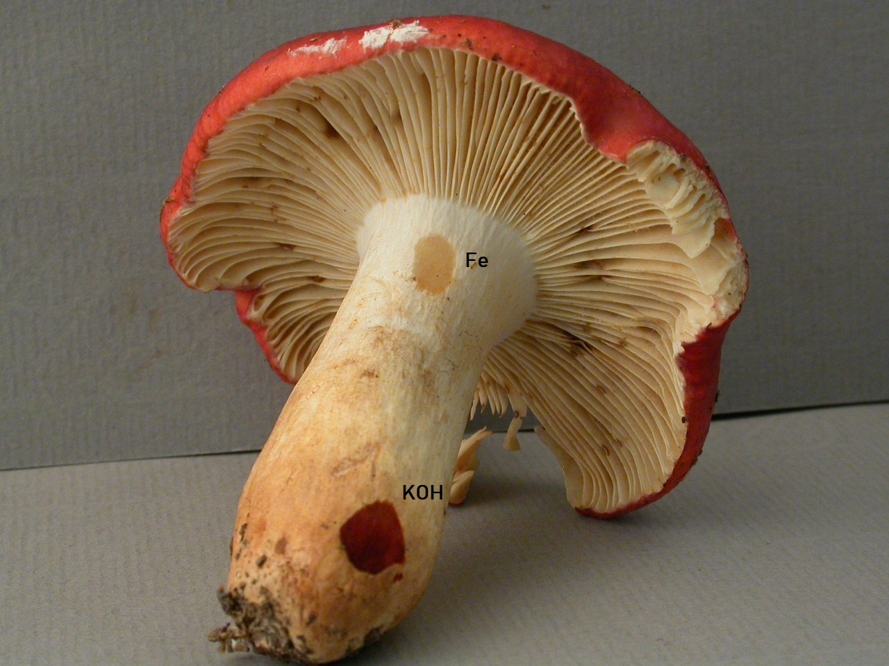 La Ruchère 11/10/18