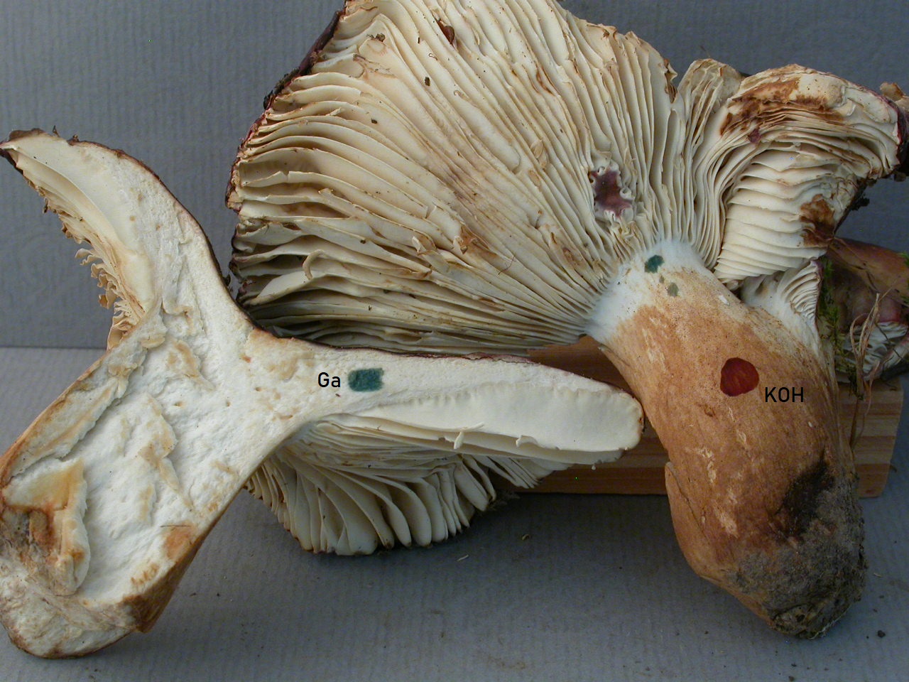 Col de Porte 16/9/19