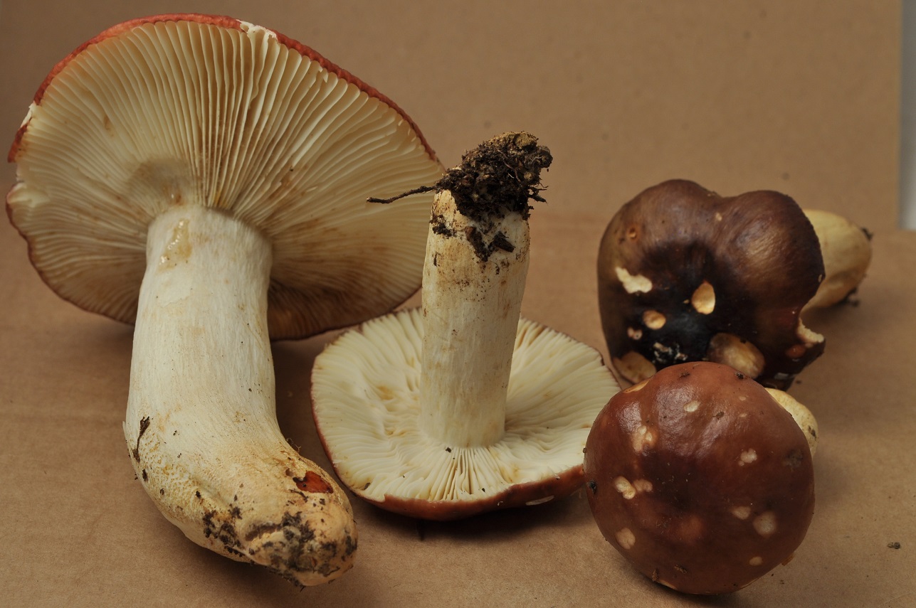 Bois du Marais 18/10/20