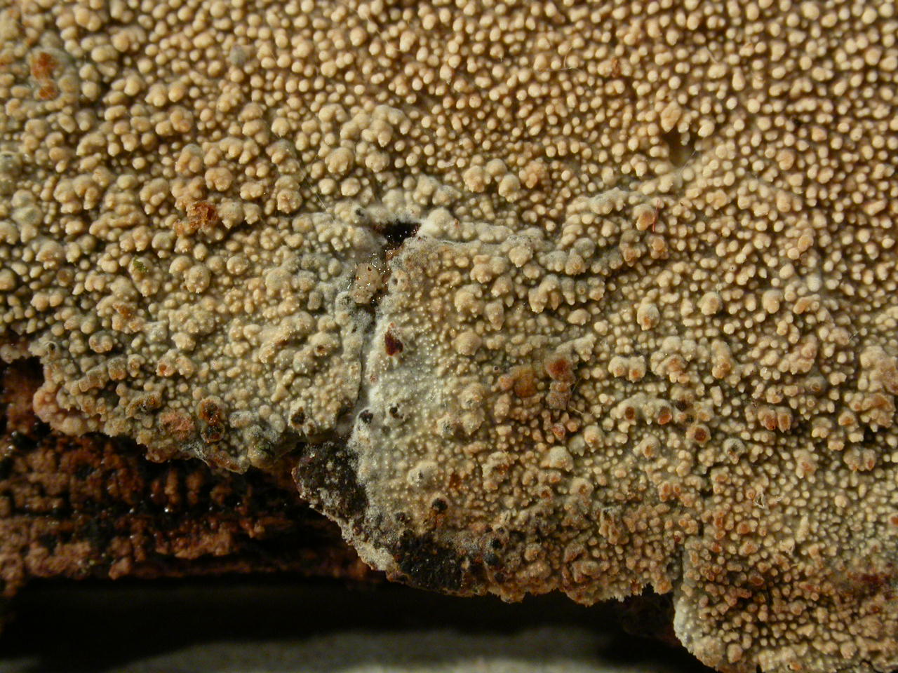 C090406, 6/04/09, Genève, micro 658