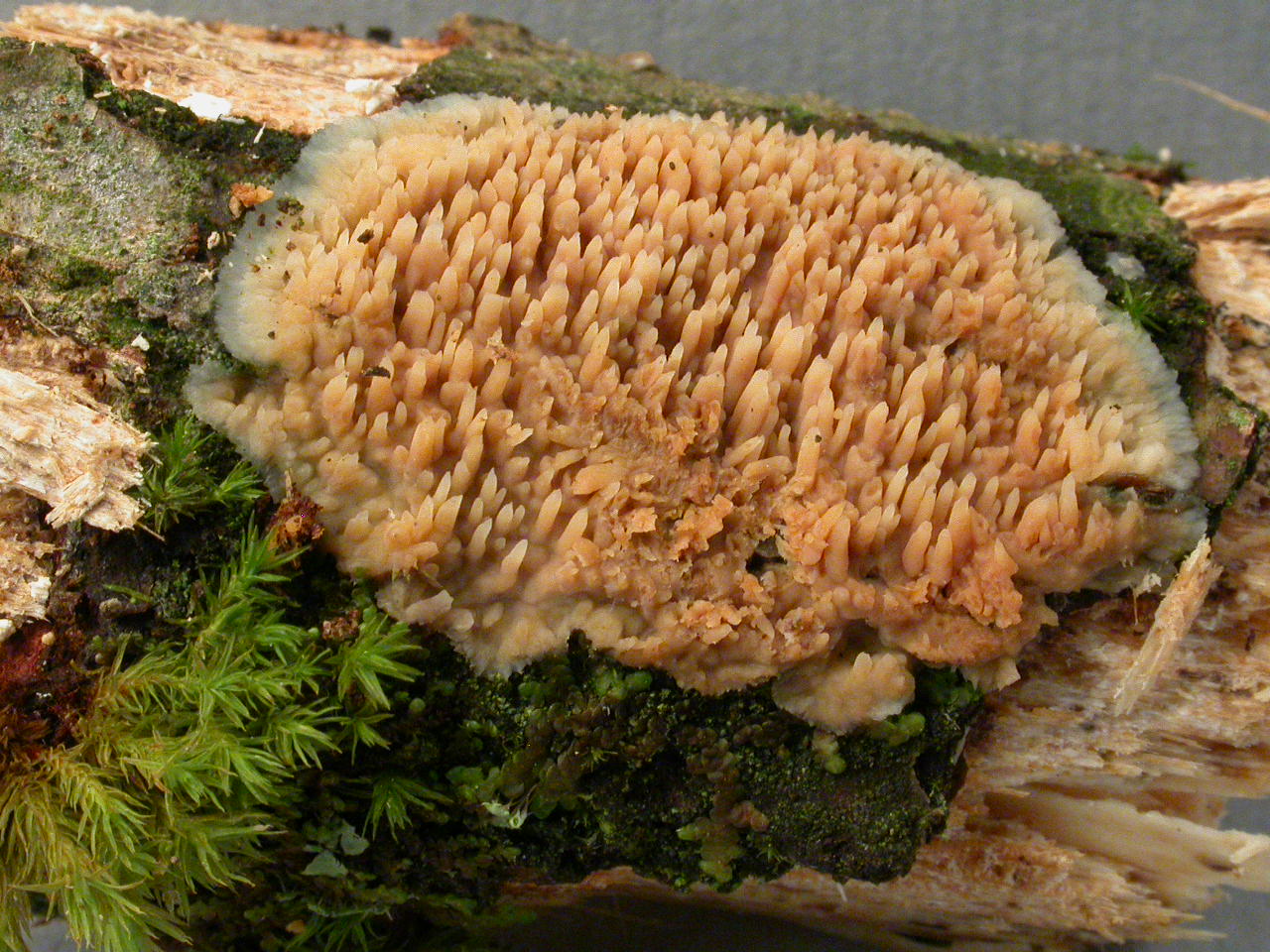 15/9/15, Roulave, micro 1792