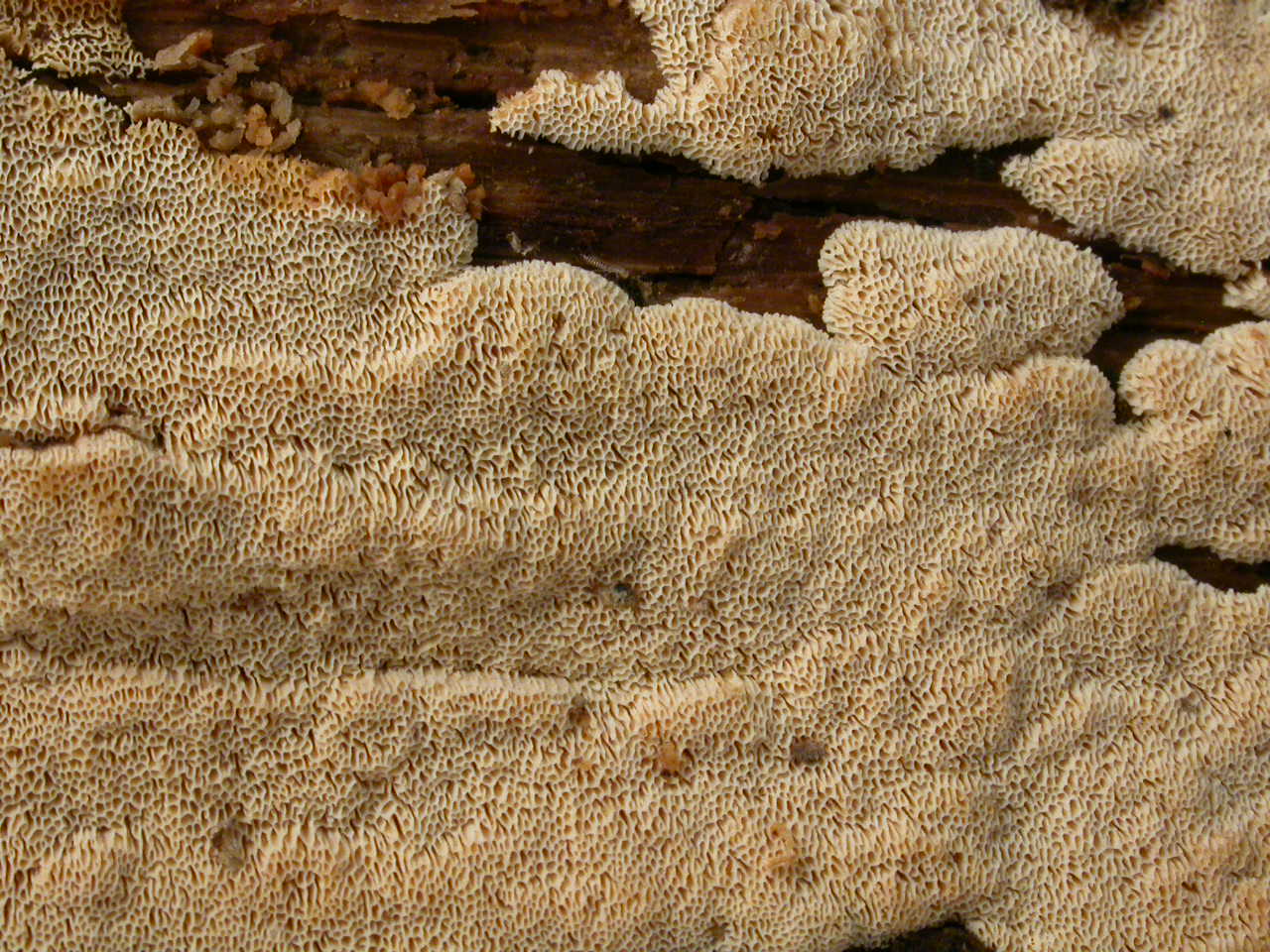 C121229_2, 29/12/12, Roulave, micro 1294