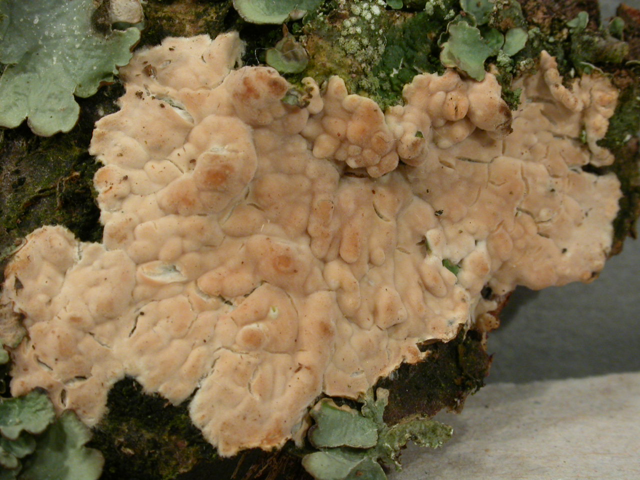 C070303_1, 7/3/07, Creux de l'Envers, micro 220