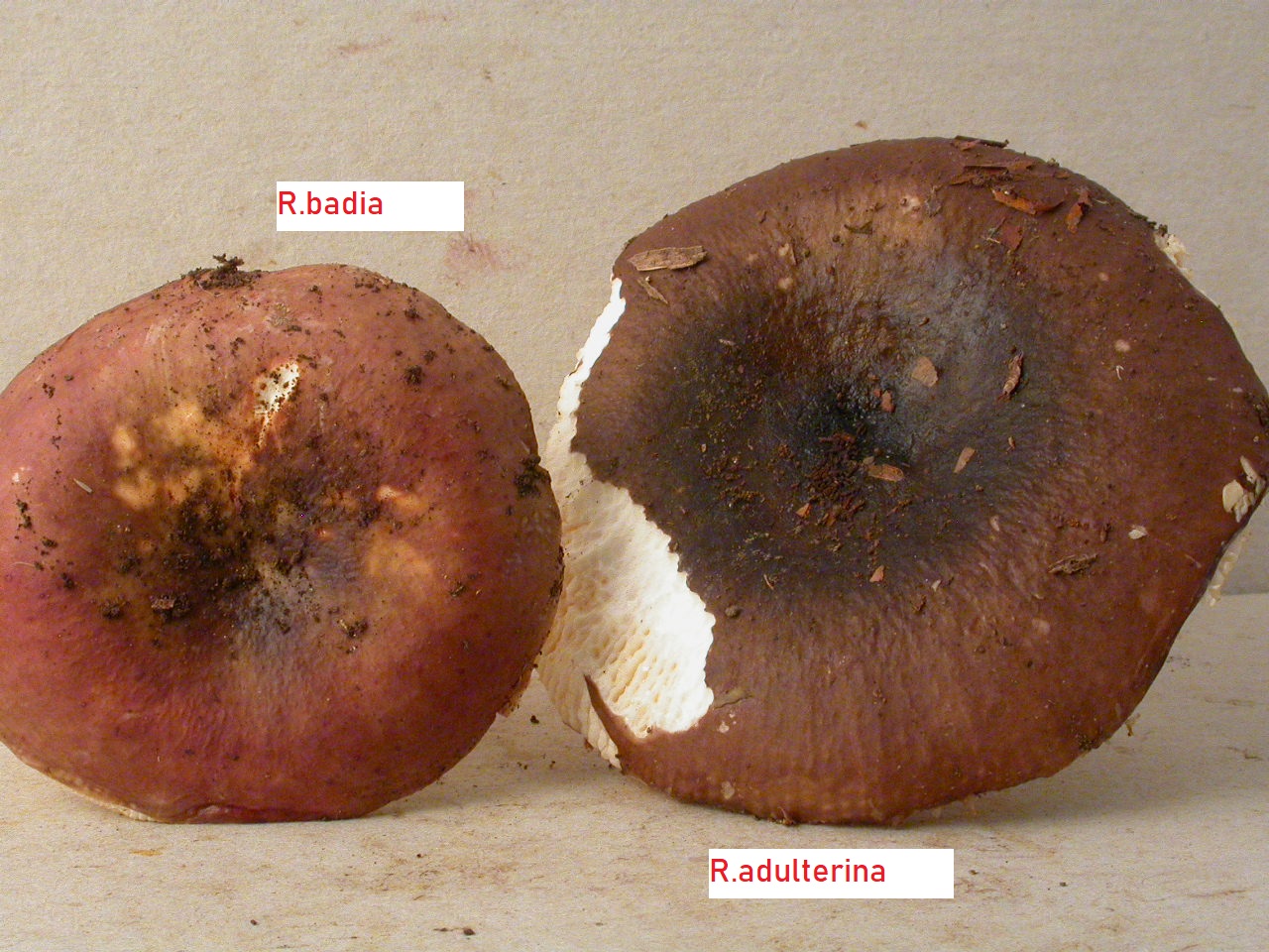 Récolte Envers 7/9/13