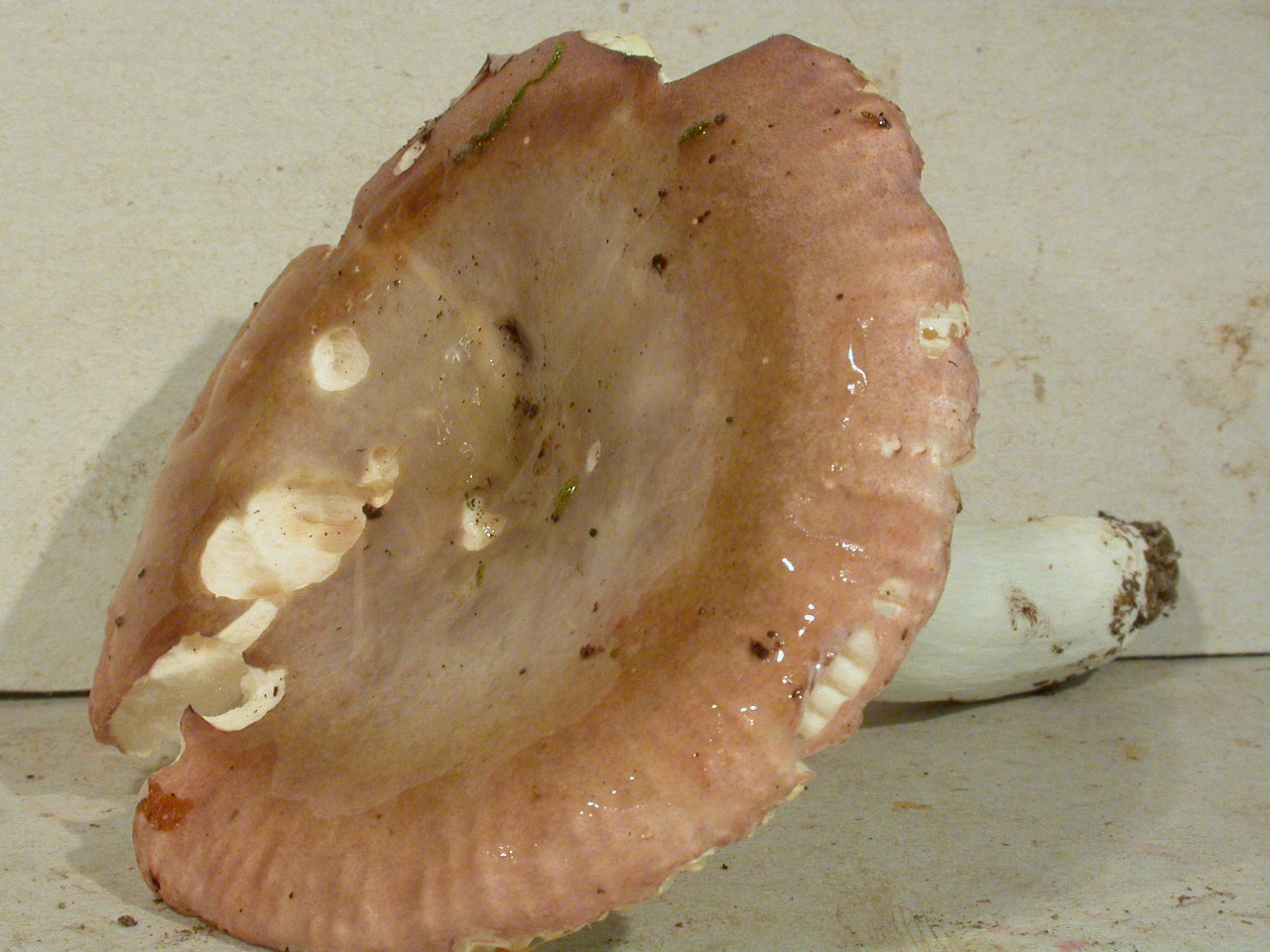 Récolte Creux de l'Envers 6/8/12