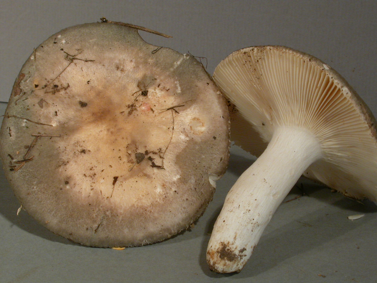 Récolte Serves 24/6/11